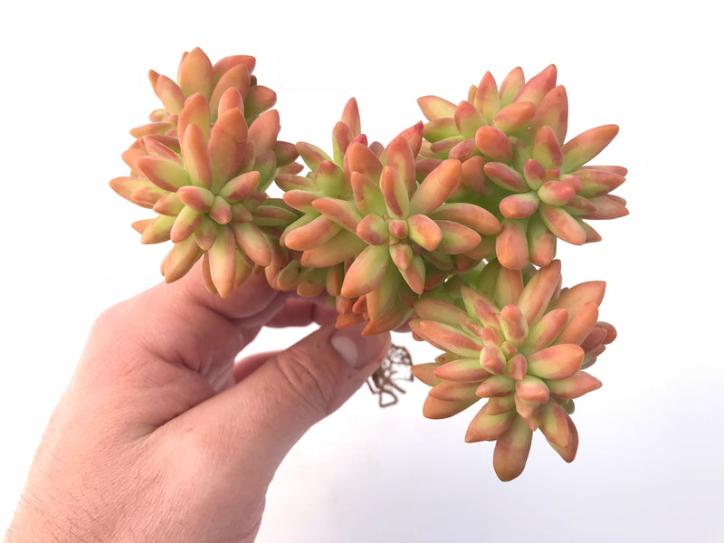 adolphi succulent Sedum Adolphi Crested 5” Rare Succulent Plant