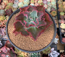 Echeveria 'Dick's Pink' 5" Large Succulent Plant