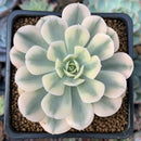 Echeveria Runyonii Variegated (Aka Echeveria 'Akaihosi' Variegated) 2" Succulent Plant