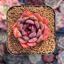 Echeveria Agavoides 'Black Smoke' 2" Succulent Plant