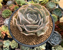 Echeveria 'Lilacina' Marble Variegated 4" Succulent Plant