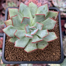 Echeveria 'Strictaflora Nova' 2" Succulent Plant