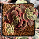 Echeveria 'Zestar' 2" Cluster Succulent Plant
