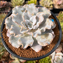 Echeveria 'Crispate Beauty' 3"-4" Succulent Plant