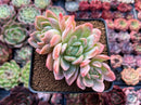 Echeveria 'Japanese Raspberry' 3" Cluster Succulent Plant