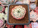 Echeveria 'Jeong-wol' 1" Succulent Plant