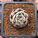 Echeveria 'Presca'' 1" Succulent Plant