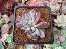 Echeveria 'Hosikage' Crested 2" Succulent Plant