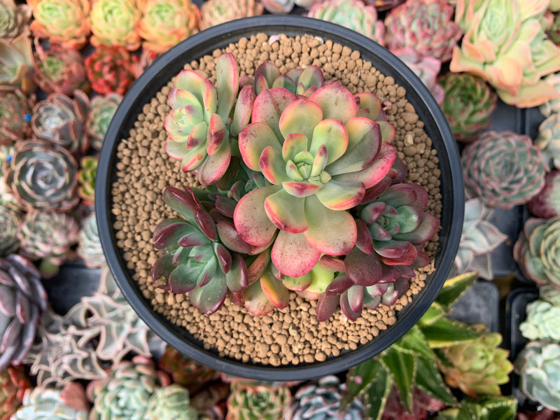 minibelle succulent Echeveria 'Minibelle' Variegated Cluster 5" Succulent Plant – True Succulents Plant Co