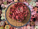 Echeveria Agavoides 'Fire Pillar' 5"-6" Large Succulent Plant