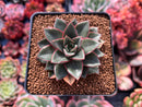 Echeveria 'Monocerotis' Lightly Variegated 2" Succulent Plant