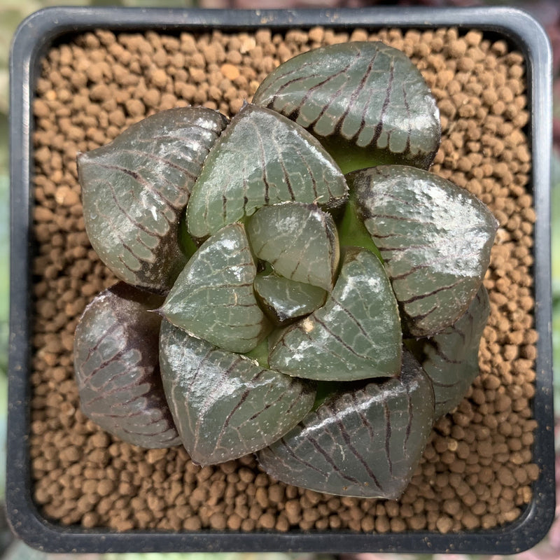 Haworthia 'Tropical Knight' 2