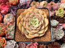 Echeveria 'Fun Queen' 2"-3" Succulent Plant