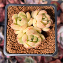 Echeveria 'Lemon Tree' 2" Air Magic Hybrid Cluster Succulent Plant