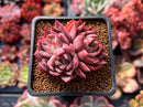 Echeveria 'Sabarez' 2" Cluster Succulent Plant