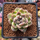 Echeveria Agavoides 'Amethyst' 1" Succulent Plant