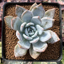 Echeveria 'Trumso' 2" Succulent Plant
