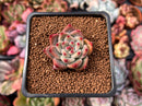 Echeveria 'Shakino' 1" Succulent Plant