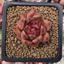 Echeveria Agavoides sp. 1" Small Succulent Plant