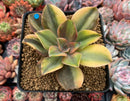 Graptoveria 'Fred Ives' Variegated 3" Rare Succulent Plant