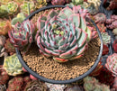 Echeveria 'Chihuahuaensis' 4" Cluster Succulent Plant