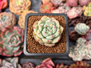 Echeveria 'Blue Swallow' 1" Succulent Plant