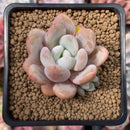 Echeveria 'Monroe Queen' 2" Powdery Succulent Plant