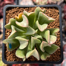 Echeveria 'Black Hawk' 2" Succulent Plant