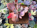 Echeveria 'Berserk' Variegated 2"-3" Cutting Succulent Plant