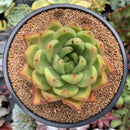 Echeveria Agavoides Hybrid 4" Succulent Plant