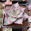 Echeveria 'Madiba' 1"-2" Succulent Plant