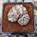 Echeveria 'Charming Blue' Crested 1"-2" Succulent Plant