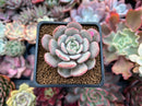 Echeveria 'Soulmint' 2" Succulent Plant