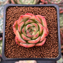 Echeveria 'Snow Angel' 1" Succulent Plant