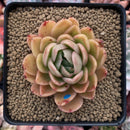 Echeveria Agavoides 'Raja' 3"-4" Succulent Plant