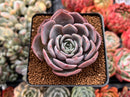 Echeveria 'Pink Lipstick' 2" Succulent Plant
