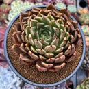Echeveria 'Zaragoza' x' 'Ebony' Hybrid 4" Succulent Plant