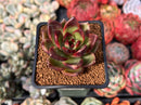 Echeveria 'Cherry Bomb' 2" New Seed Grown Hybrid Succulent Plant