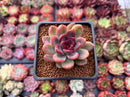 Echeveria 'Black Rose' Hybrid 1"-2" Succulent Plant
