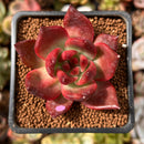 Echeveria Agavoides 'Amestro' 2" Succulent Plant