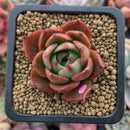 Echeveria 'Hailey' 2" Succulent Plant