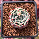 Echeveria 'Blue Dolphin' 1"-2" Succulent Plant