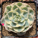 Echeveria 'Compton Carousel' Variegated 3"-4" Succulent Plant