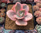 Echeveria 'Suyeon Frill' Variegated 3"-4" Succulent Plant