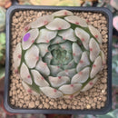 Echeveria 'Momentum' New Hybrid 2" Succulent Plant