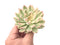 Echeveria 'Mebina' Variegated Large 3"-4" Succulent Plant