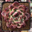 Echeveria Agavoides 'Tim' 3"-4" Hard to Find Succulent Plant