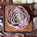 Echeveria 'Pinky' 2" Succulent Plant