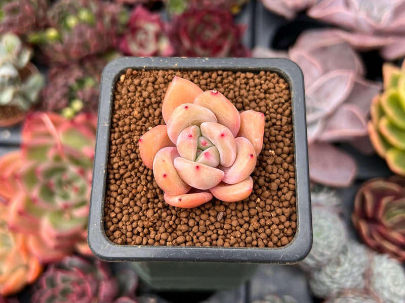 succulent with dots Echeveria 'Pink Dot' 1" Small New Hybrid Succulent Plant – True Succulents Plant Co