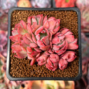 Echeveria 'Luella' Crested 2" Succulent Plant